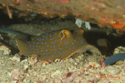 Bluespotted stingray at anilao with my Canon EOS 350D by Taco Cheung 